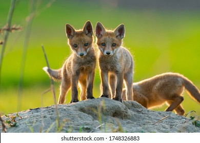 Fox Cub High Res Stock Images Shutterstock