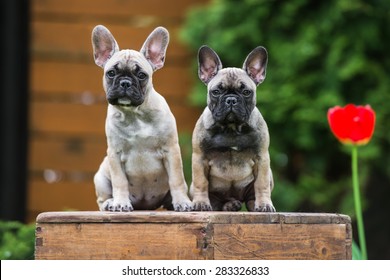 Two French Bulldogs Hd Stock Images Shutterstock