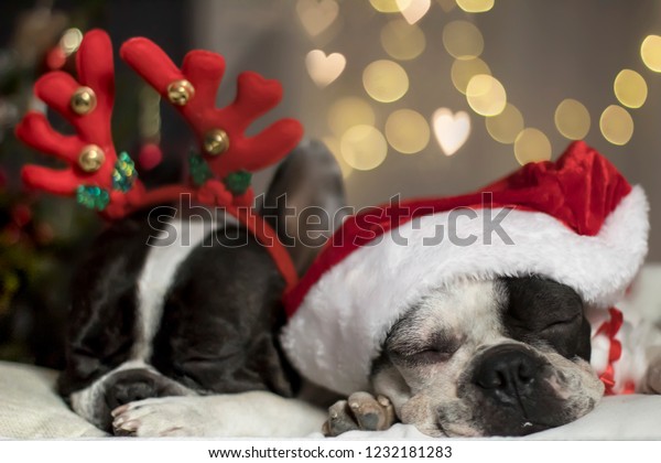 Droll Bulldog Christmas Puppy Wallpaper