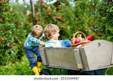 Two adorable happy little kids boys picking and eating red apples on organic farm, autumn outdoors. Funny little preschool children, siblings, twins and best friends having fun with helping harvesting - Powered by Shutterstock