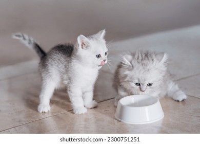 Two adorable kittens eating from same bowl. Funny cute kitties appetizingly eat special food for pet. 