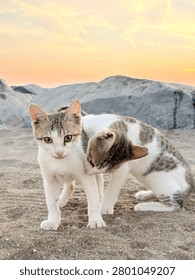 Two adorable kittens interacting and playing on a sandy beach with large rocks in the background during a golden sunset, creating a warm and peaceful atmosphere 