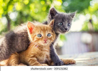 Two adorable kittens playing together.Kittens outdoor. - Shutterstock ID 359131082