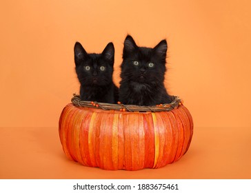 Two Adorable Little Black Kittens Looking Directly At Viewer, Sitting In An Orange Pumpkin Shaped Basket On An Orange Background. Paws On Edge Of Basket.