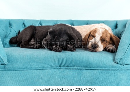 Two adorable mixed breed puppy dogs sleeping together on a blue couch in the studio