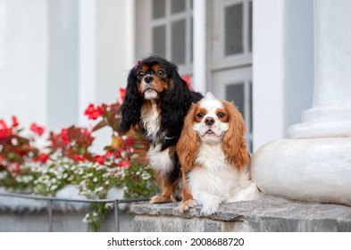 Two adorable mixed colored Cavalier King Charles Spaniel dogs posing in front of a fancy white house with some red and white  flowers in the background 