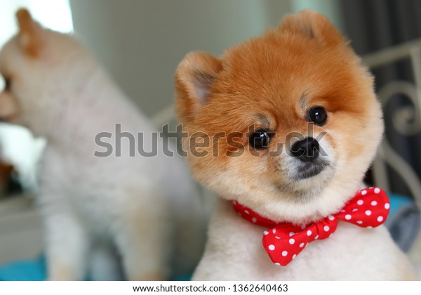 Two Adorable Pomeranian Dog Small Animal Stock Photo Edit Now