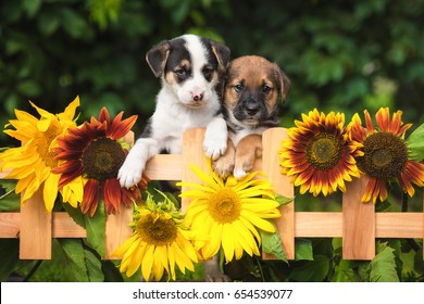 Two adorable puppies looking over the garden fence