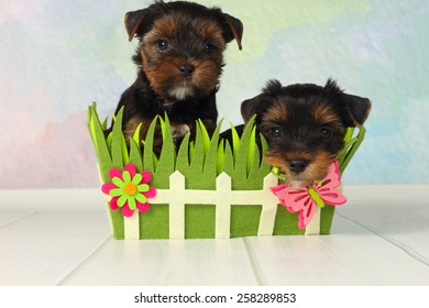 Two adorable puppy Yorkshire Terrier