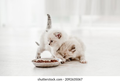 Two adorable ragdoll kittens standing close to metal bowl with feed on blurred white background and looking back. Cute purebred fluffy kitty cats going to eat special food - Powered by Shutterstock