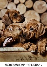 Two Adorable Rhodesian Ridgeback Puppies Dogs Playing Sitting On Wooden Background Of Dry Chopped Firewood Logs Stacked In A Pile