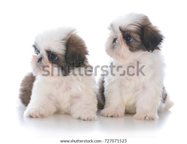 55+ White Cute Shih Tzu Puppy