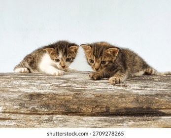 Two adorable, tiny kittens, one tabby and white and one brown tabby, tentatively explore the rough texture of a wooden log against a soft, bright background.