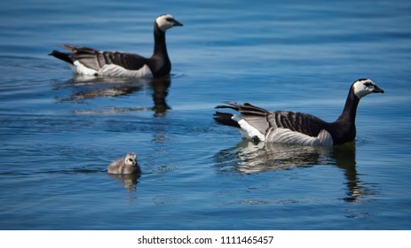 Two adult barnacle geese and chick