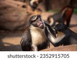 Two adult Diana monkeys, Cercopithecus diana