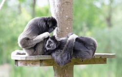 Two Adult Gibbons Are Dedicated To Cleaning The Fur