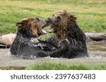Two adult grizzly bears play in the water near Yellowstone National Park, Wyoming.