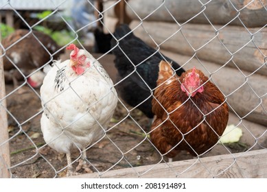 Two Adult Hens In The Hen House Behind A Metal Grate In The Foreground. One Chicken Is White, The Other Is Brown. Other Poultry Are Walking Behind.