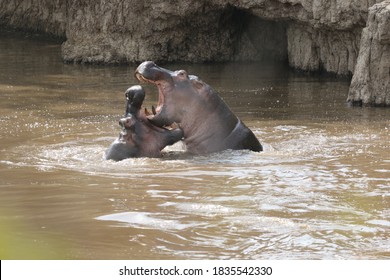 Two adult hippos fighting in a Kenyan river in the afternoon 