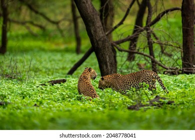 Two Adult Indian Wild Male Leopard Or Panther In Natural Green Background Rainy Monsoon Season During Outdoor Wildlife Safari At Forest Of Central India - Panthera Pardus Fusca