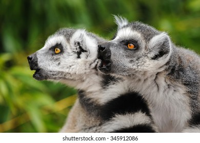 Two Adult Lemurs Katta (Lemur Catta) Calling Others Group Members