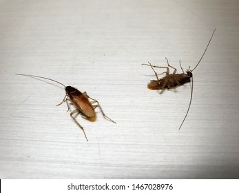 Two Adult Male German Cockroaches On The Floor