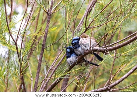 Two adult males and a female Superb fairy wren, malurus cyaneus, against foliage background with space for text. Healesville, Victoria, Australia