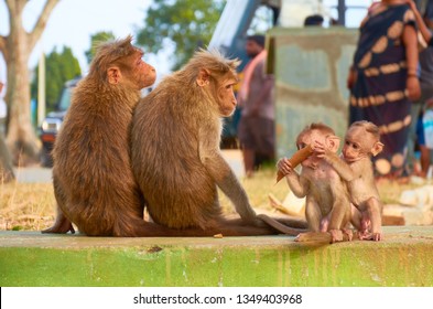 Two adult monkeys from behind with two separated baby monkeys from front are sitting, Bandipur national park, Karnataka, India
