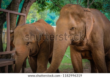 Two affectionate companion injured elephants walk together with bandages on their feet at Elephant Nature Park in Chiang Mai, Thailand