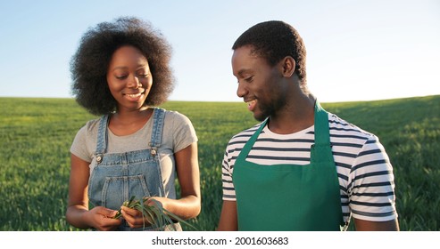 Two African American Greenhouse Diverse Workers Walking Through The Field And Chatting With Pleasure About Something. Collaboration And Industrial Agriculture Concept