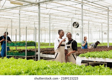 Two African American Greenhouse Workers Standing Between Rows Of Lettuce Crops Taking A Break From Work. Women In Hydroponic Enviroment Working In Organic Food Farm Talking And Pointing.