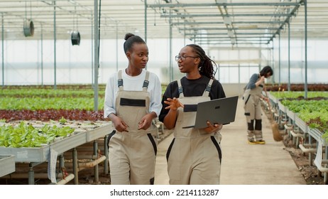 Two african american women working in modern greenhouse holding laptop walking and talking about organic vegetables production. Lettuce farm workers discussing about harvesting plants for delivery. - Powered by Shutterstock