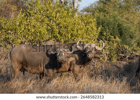 Two African Buffalo cows pause while moving with a large herd to curiously stare at the intrusion of the photographer.