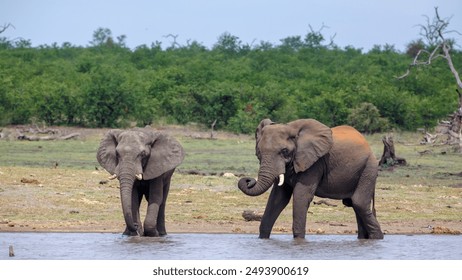 Two African bush elephants drinking front view in lake side in Kruger National park, South Africa ; Specie Loxodonta africana family of Elephantidae - Powered by Shutterstock