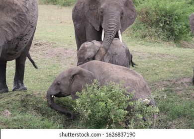 206 Breastfeeding elephant Images, Stock Photos & Vectors | Shutterstock