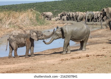 Two African Elephants Communicate On Waterhole Stock Photo 2162507841