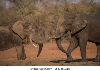 Two African Elephants Facing Each Other With A Dusty Face