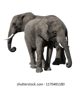 Two African Elephants isoled on white background.
