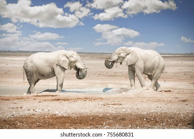 Two African elephants play and cover themselves in white mud at a watering hole in Etosha National Park in Namibia, Africa.