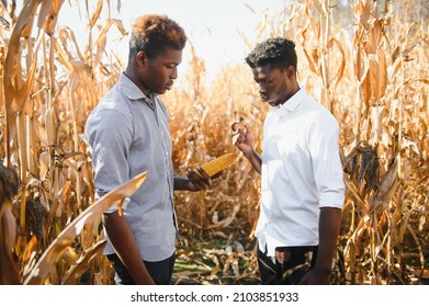 Two African Farmers In Corn Field.