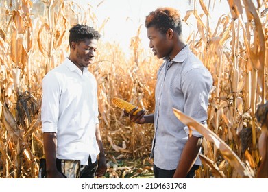 Two African Farmers In Corn Field.