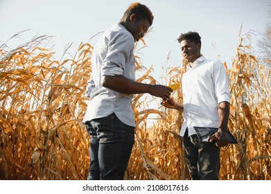 Two African Farmers In Corn Field.