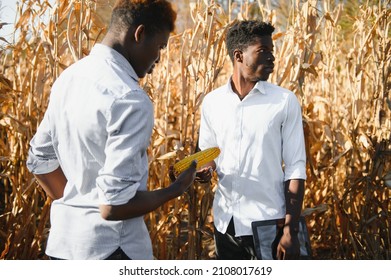 Two African Farmers In Corn Field.