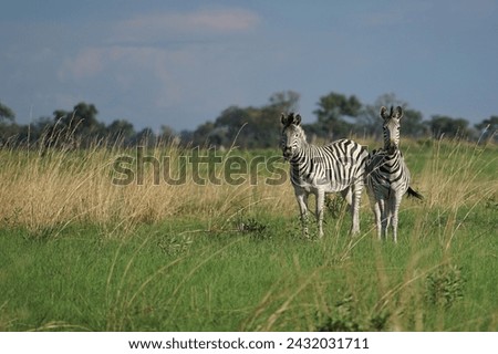 Two zebra’s in African grassland Landscape, Okavango Delta, Botswana