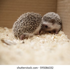 Two African Hedgehogs