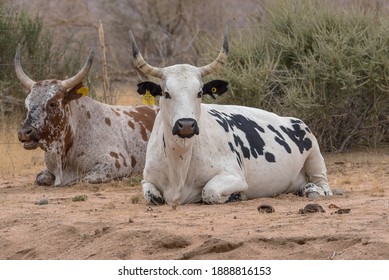 Two African Longhorn Cattle In An Enclosure On A Farm In Namibia