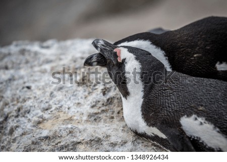 Two African penguins cuddling on a rock, South Africa.