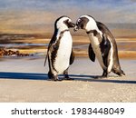 Two African Penguins showing affection for one another. Boulders Beach, Simon