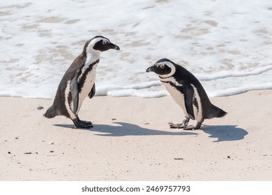 Two African penguins, Spheniscus Demersus, at Boulders Beach in South Africa - Powered by Shutterstock