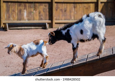 African Dwarf Goat High Res Stock Images Shutterstock